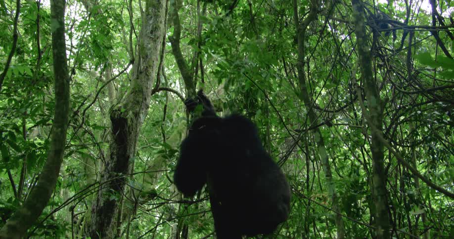 Chimpanzee climbing on a tree in the jungle as it swings and moves and looks after another chimpanzee climbing down