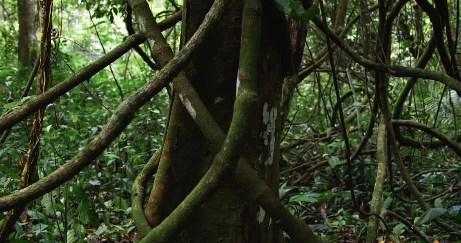 Thick vines wind and intertwine around a tree trunk in a dense tropical forest