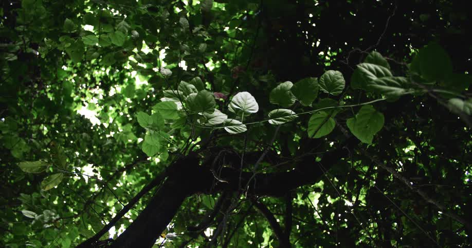 Raindrops fall through trees in the tropical forest