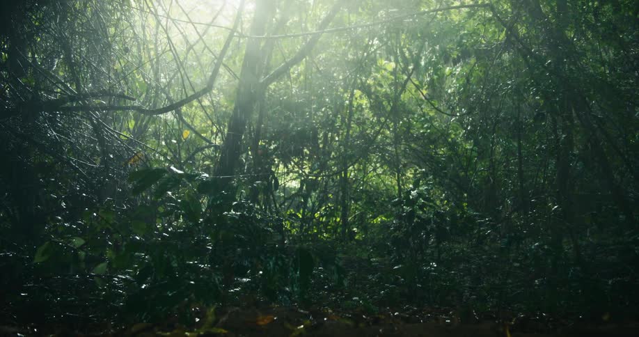 Sunlight filters through a dense canopy of leaves illuminating a patch of lush green undergrowth in a tropical rainforest during the rain