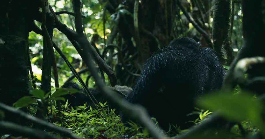 Two chimpanzees sit on the forest floor
