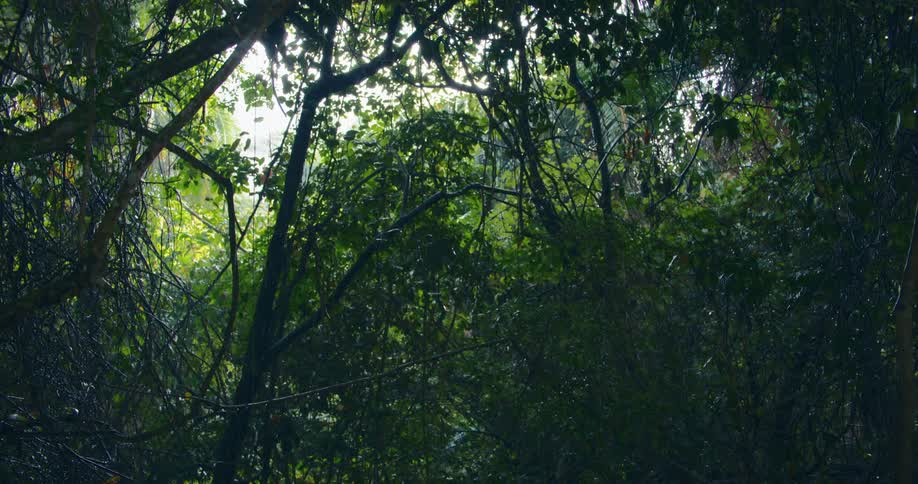 Rain falls on tropical plants and trees in the rainforest