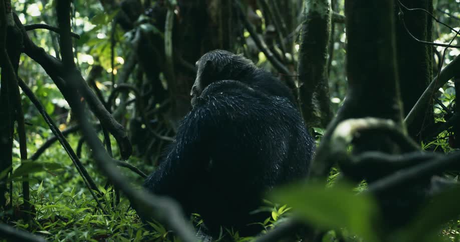 Two chimpanzees sit on the forest floor
