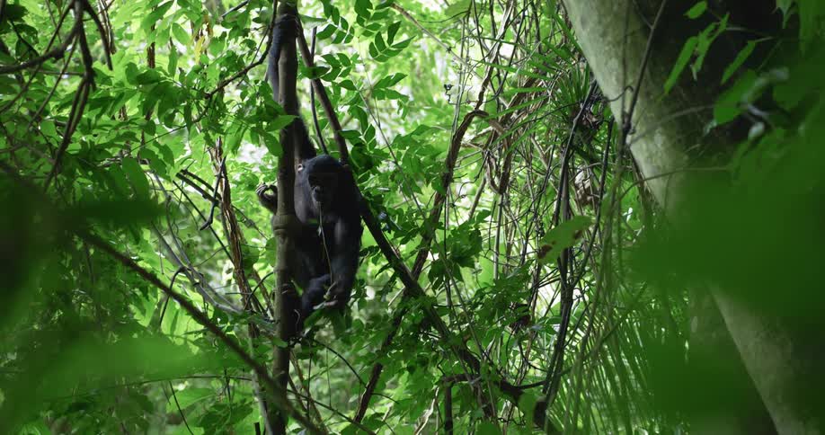 A chimpanzee with a branch clings to a tree in the forest
