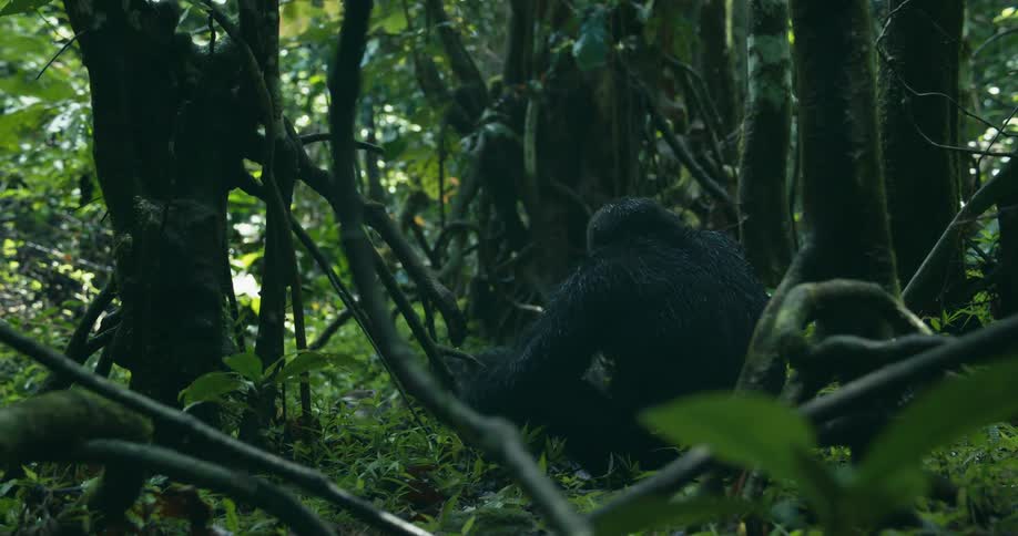A chimpanzee sits on a jungle floor and scratches its back