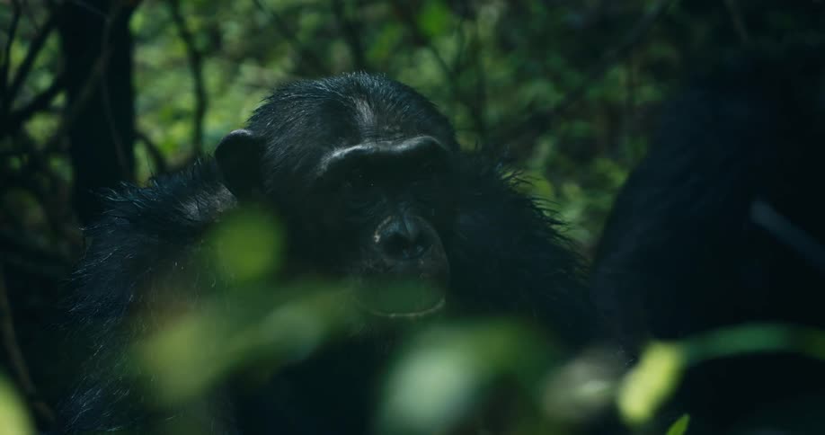 Two chimpanzees sit on the ground in the lush green forest