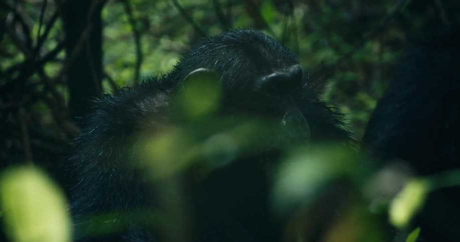 A chimpanzee with wet fur is sitting in a forest and looking to its left side