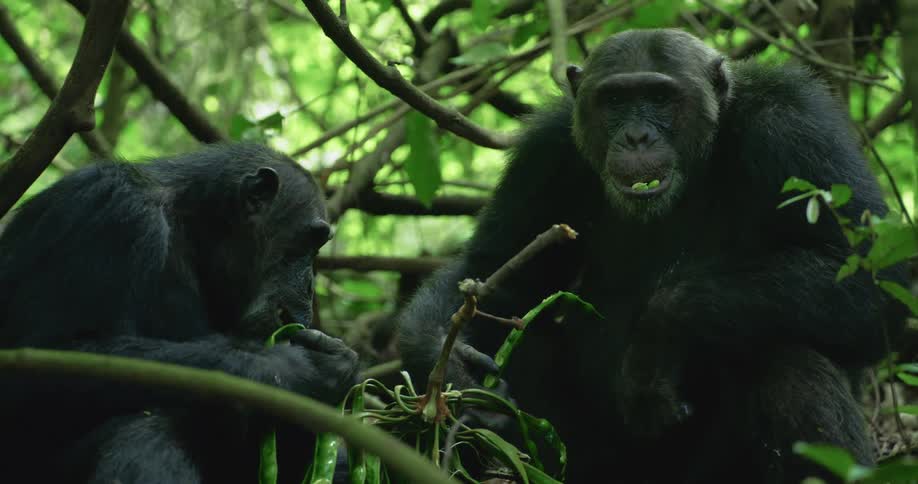 Two chimpanzees are eating plants in a lush tropical forest