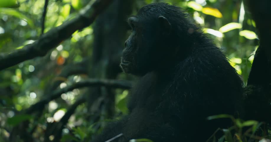 A chimpanzee is sitting in a forest with some trees behind him and many green leaves around