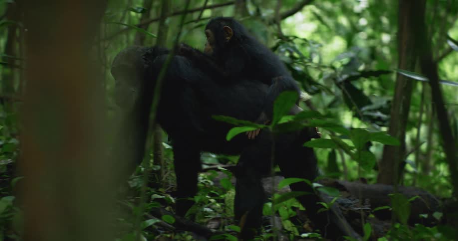 A chimpanzee walking through a dense forest with a baby chimpanzee clinging to its back