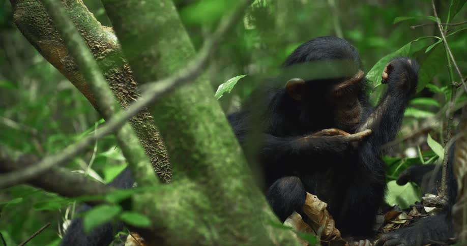 A little chimpanzee is sitting on the ground in a forest next to a tree trunk and he is moving his arm