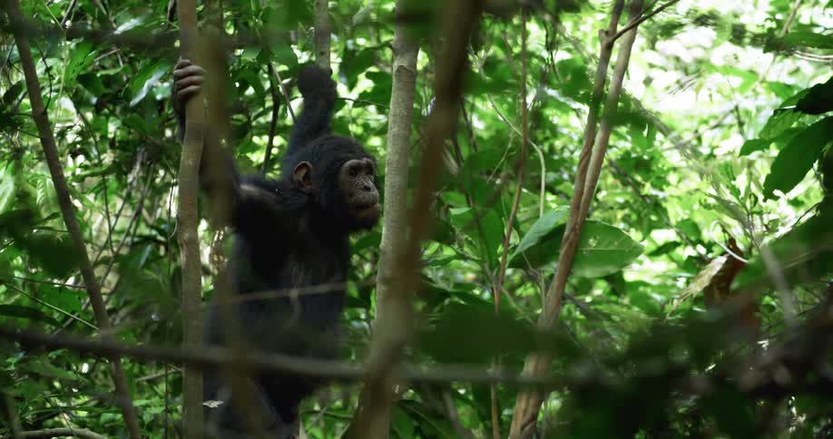 Chimpanzee holding tree branches as it stands in a tree looking around the jungle