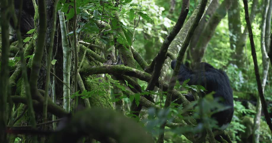 A chimpanzee is clinging to some small branches of a tree and a dense forest