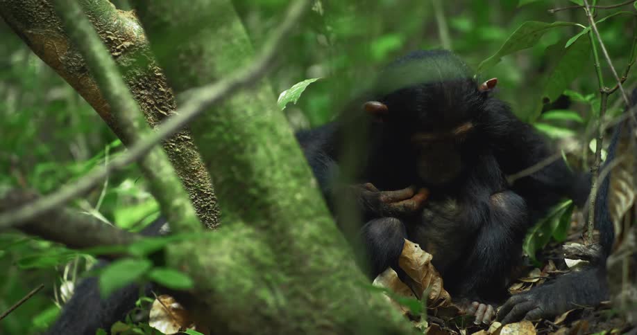A baby chimpanzee sits on the ground touching its belly in the forest