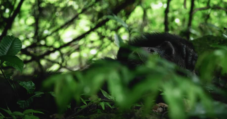A chimpanzee sits in a lush forest with its head in its hands