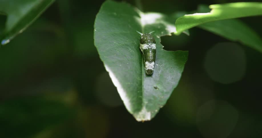 A small green caterpillar with white stripes rests on a large green leaf