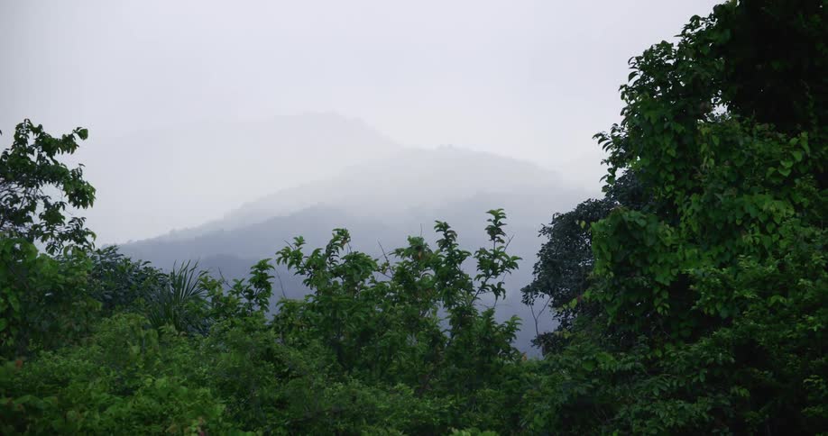 The mountain barely visible through the thick fog and the trees