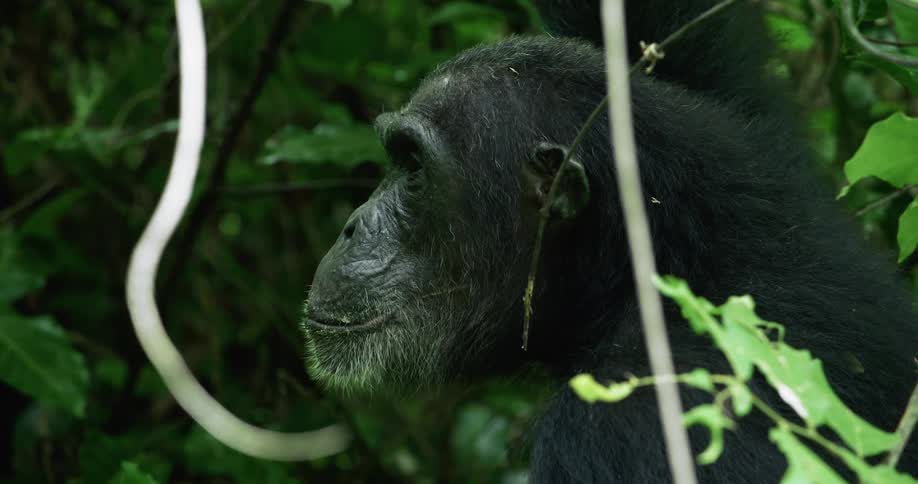 A chimpanzee is sitting in a forest with green vegetation and he is looking to the sides