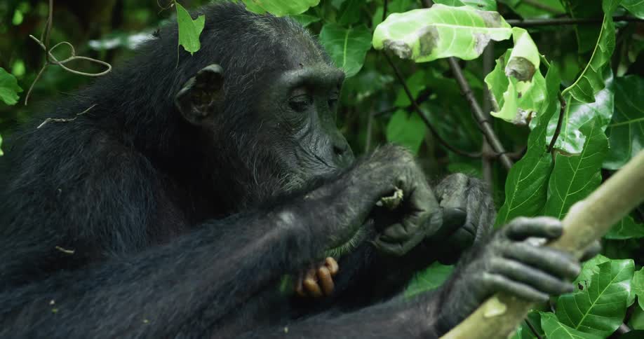 A chimpanzee and her baby eat plants among the lush green foliage of the forest