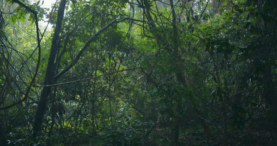 Rain falls upon tropical trees and plants in the rainforest