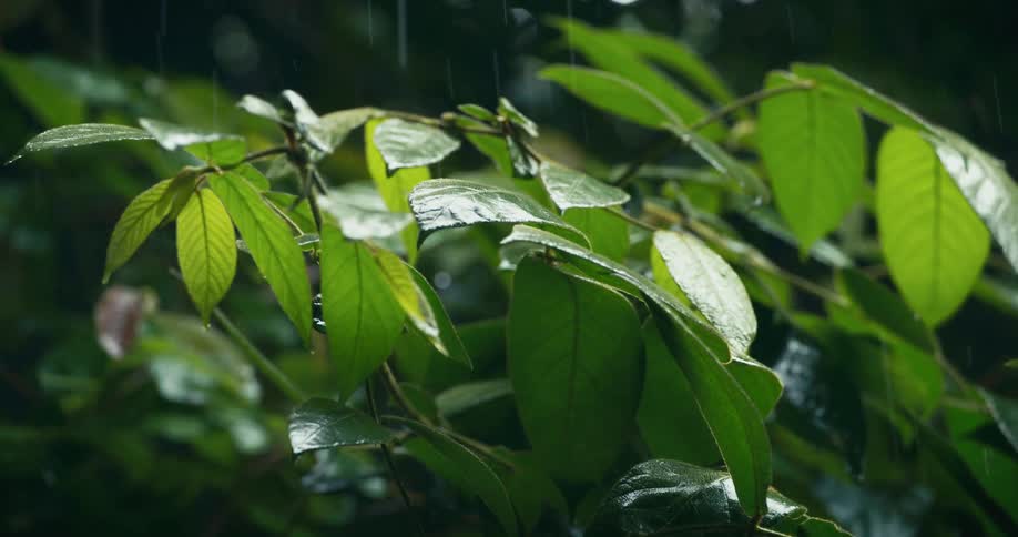Sunlight shines on the leaves of a plant as raindrops fall upon them