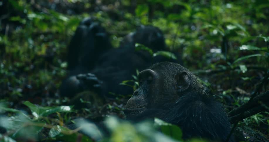A group of chimpanzees rests quietly on the forest floor with one chimpanzee in the foreground looking off to the side amidst the dense greenery