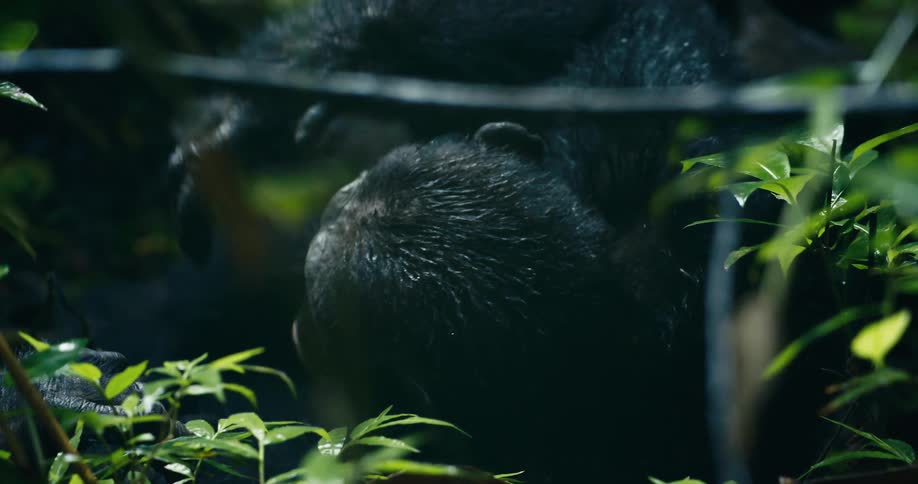 A chimpanzee lies on the forest floor