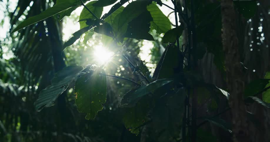 Sunlight shines through tropical plants in the rainforest