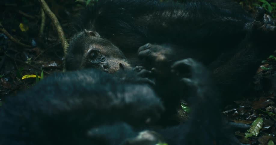 Two chimpanzees lying on the ground in a forest and are interacting by moving their hands together