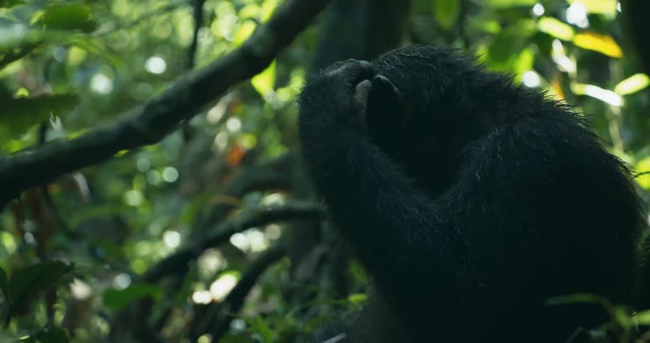 Chimpanzee sitting in a tree in the jungle looking around and puts its hand on its head