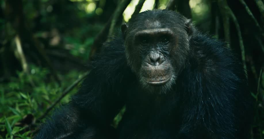 A chimpanzee is sitting in a forest and he is looking around