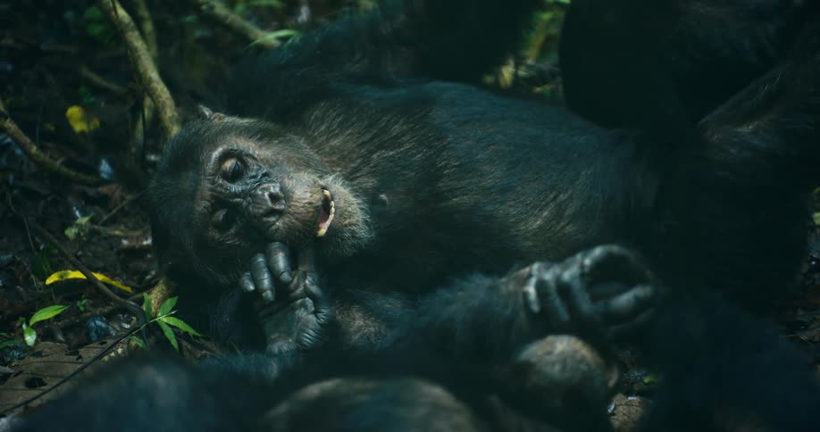 A chimpanzee is lying on the forest floor surrounded by foliage with its hand resting on its face and another chimpanzees limbs visible nearby