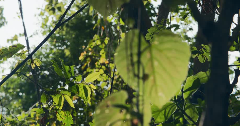 Sunlight shines upon the leaves of trees as rain falls from above