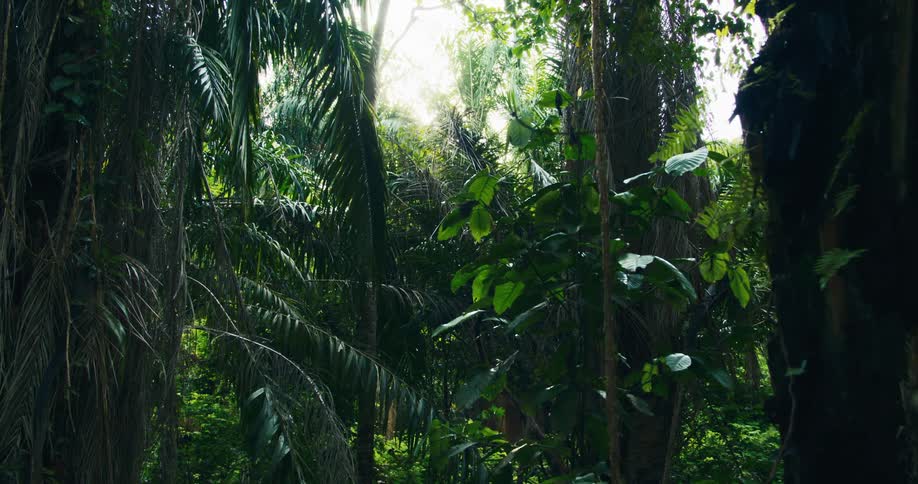Tropical plants in the rainforest as sunlight shines from above
