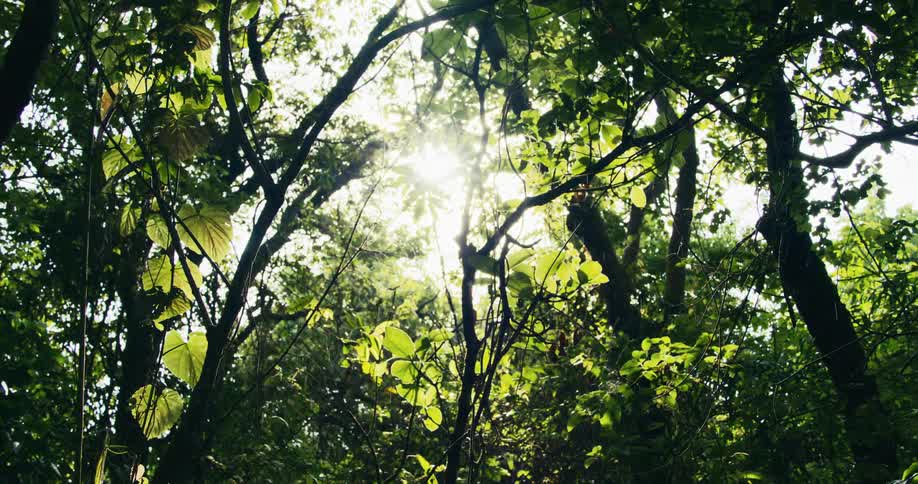 Sunlight filters through a dense canopy of leaves