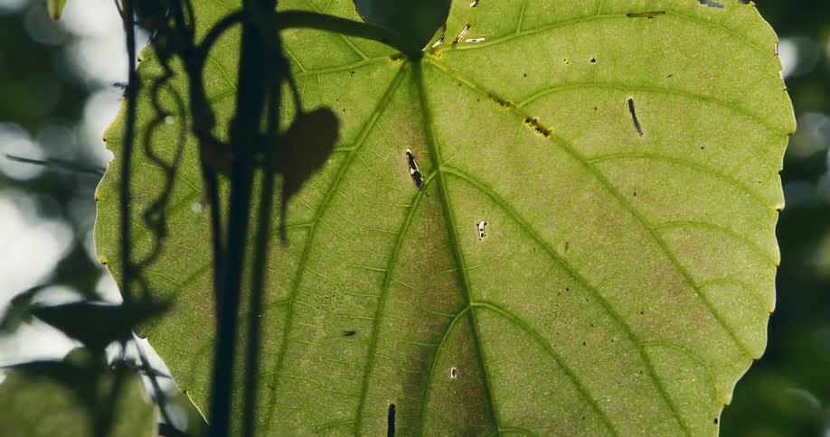 A fly is roaming on a heart shaped green leaf