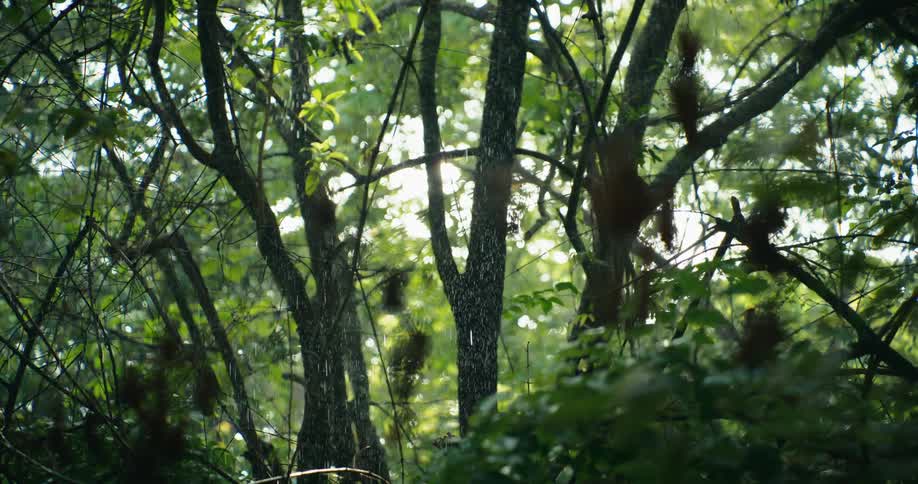 Rain falls upon trees and vegetation in the rainforest