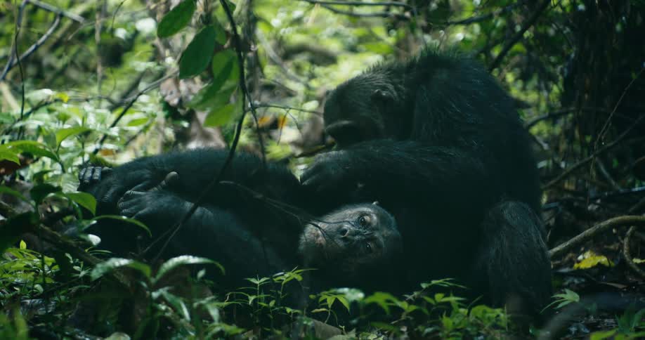 Two chimpanzees are interacting in a lush tropical forest with one lying on the ground while the other leans over appearing to show care or curiosity