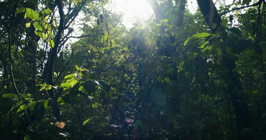 Rain falls on trees and plants in a tropical forest as the sun shines brightly in the sky