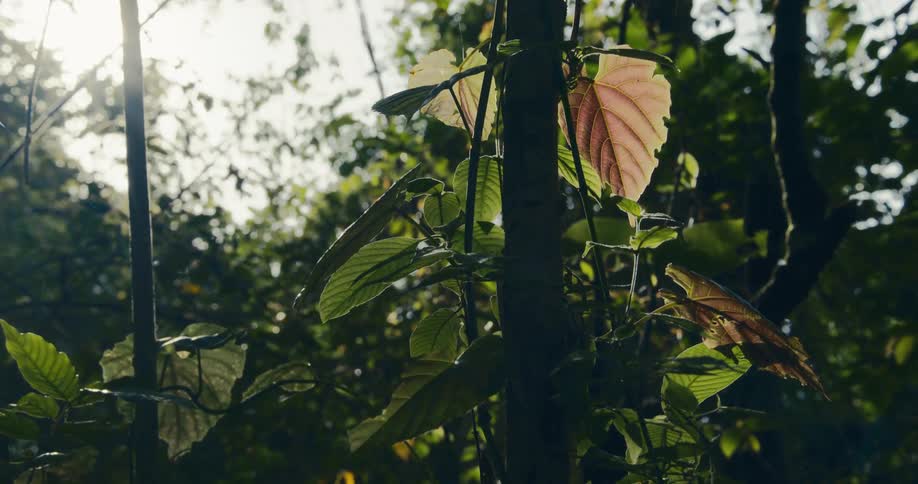 A thick branch of a plant with several green leaves and strong sunlight coming from the sky