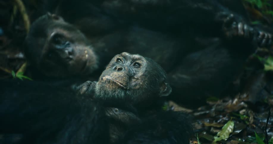 Two chimpanzees rest together on the forest floor