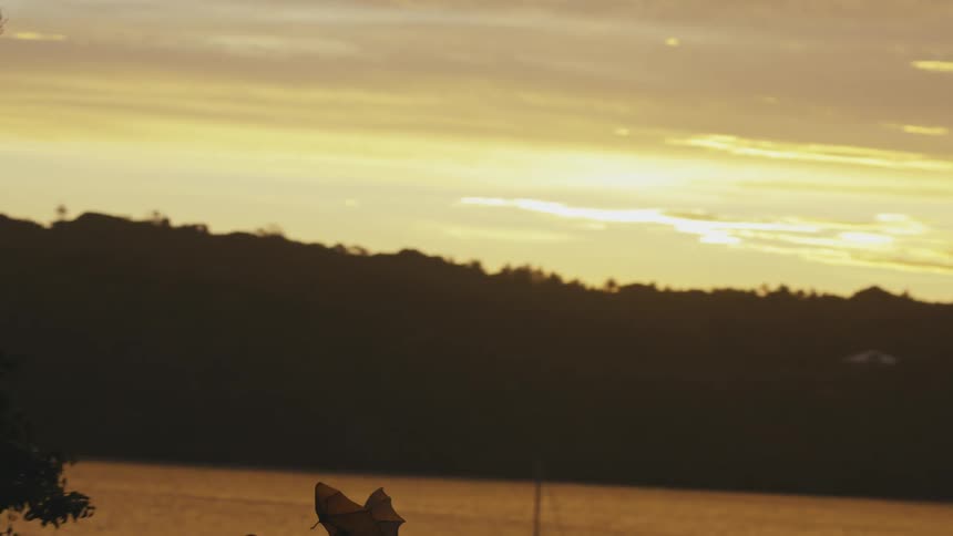 Bat flying along the coast under an orange sunset sky