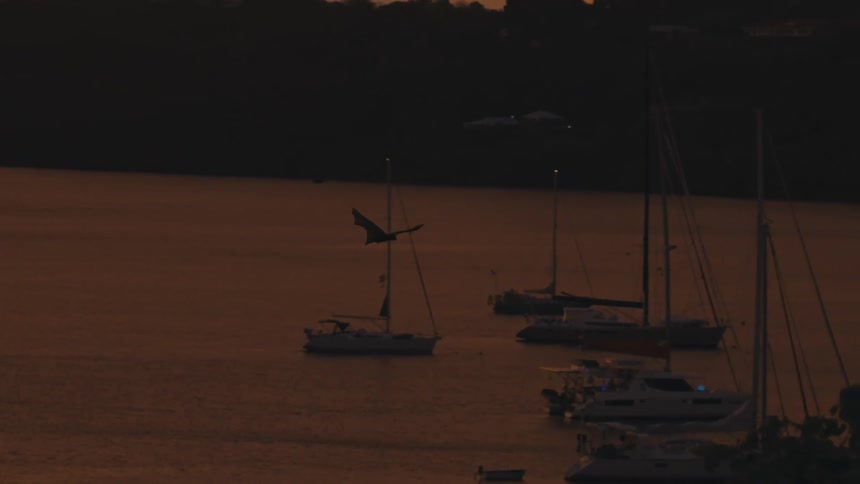 Sailboats are moored in a dark harbor at dusk silhouetted against the fading light with a bird or bat flying overhead