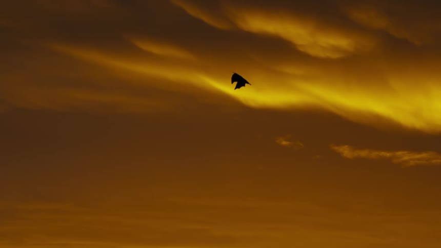 Bat flying across a cloudy orange sky at dusk