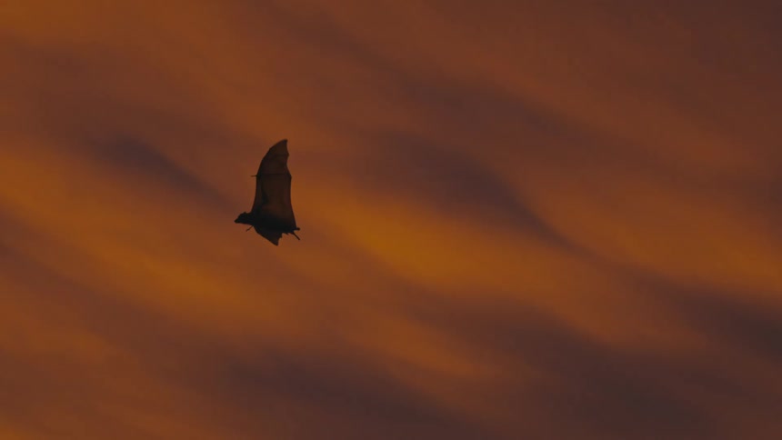 A silhouette of a bat flying against a vibrant orange and brown sunset sky