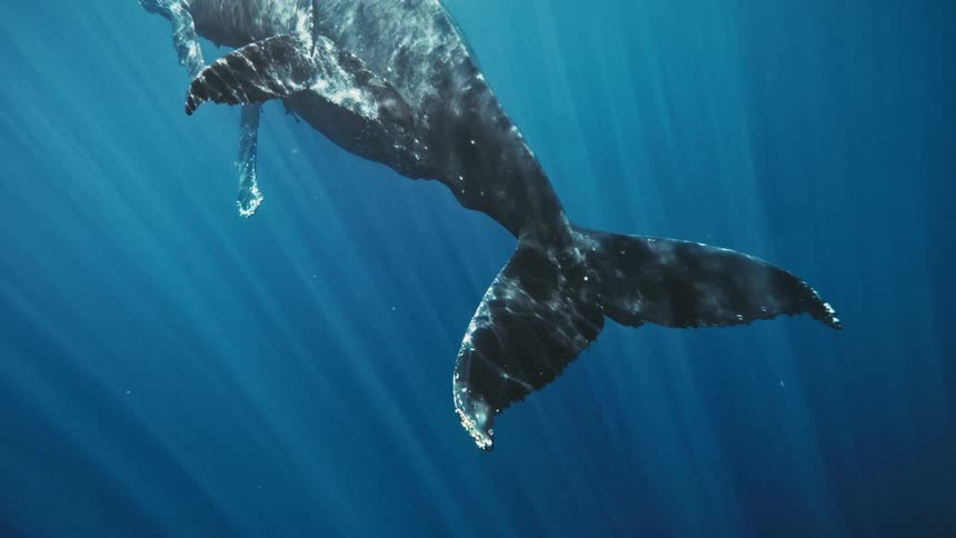 A humpback whale and its calf swimming through the ocean