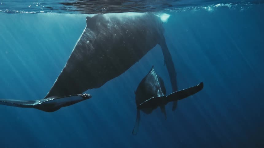 A mother humpback whale and her calf swim together in the ocean