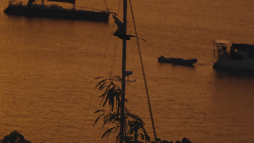Bats flying along the coast with boats on the water under a dark orange sky at dusk