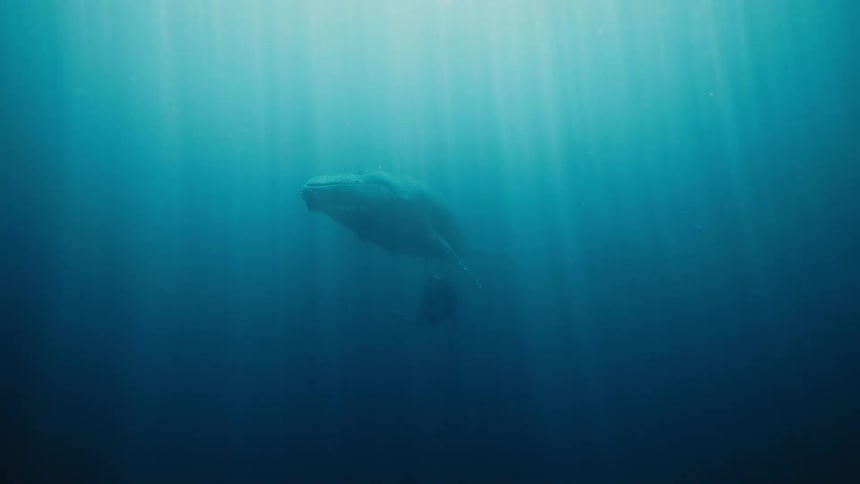 A mother humpback whale and her calf swim together in the ocean
