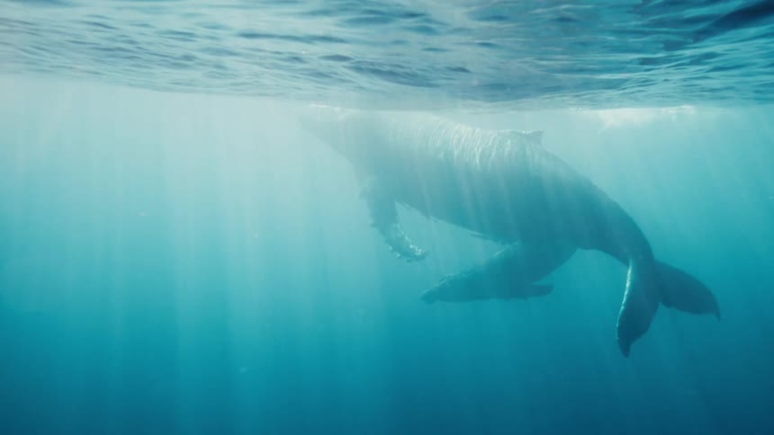 A humpback whale and her calf swim through the ocean